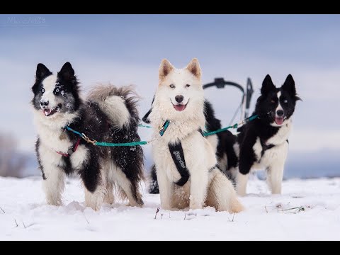 Видео: Искатели Якутии - Путь Якутской лайки