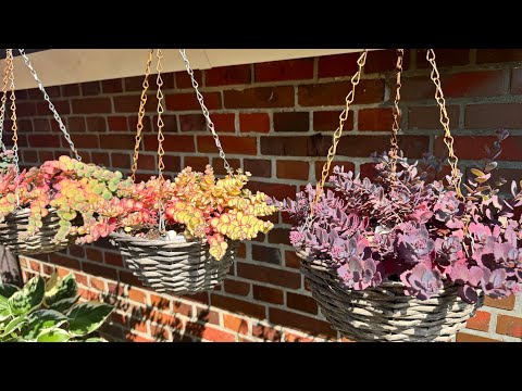 Видео: Размножаю ОЧИТКИ / СЕДУМЫ  способом черенкования …