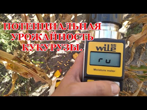 Видео: Считаем потенциальную урожайность кукурузы.