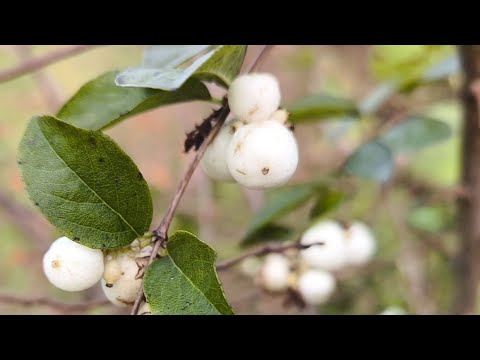 Видео: гарного ранку друзі