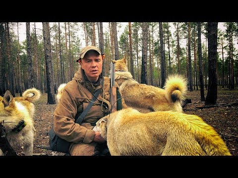 Видео: Ночное зрение по следам таежных зверей, 7 серия