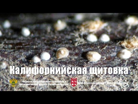 Видео: Калифорнийская щитовка