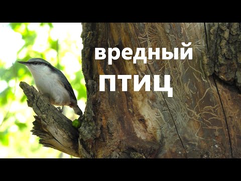 Видео: Ну и характер/Поползень/ Маленький хозяин леса🙂