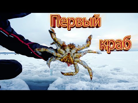 Видео: Открыли сезон ловли краба | Сварили и съели на льду