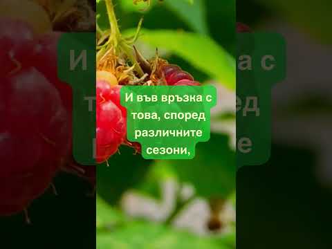 Видео: 🍒Откъс от видеото "Кои са сезонните плодове, които те правят по-здрав?" #хранене #purelife #здраве