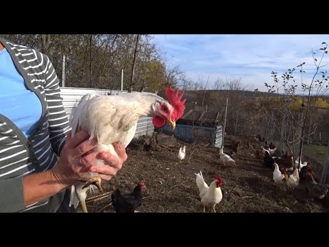 Видео: О курах-несушках, корм,содержание. Домашние или породистые, мои наблюдения.