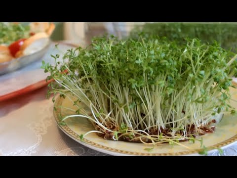 Видео: КРЕСС-САЛАТ на ПОДОКОННИКЕ!!! Микро-Зелен Зимой!/CRESS SALAD / Evdə pəncərədə Vəzəri