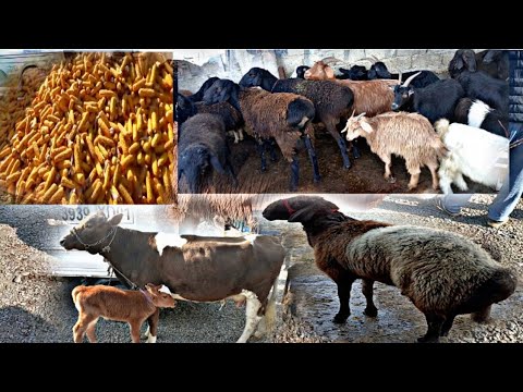 Видео: 12 ноября 2025 Г.ЧОРШАНБЕ БОЗОРИ МАСКОВСКИ ХАМАДОНИ НАВОРКАРДЕМ МОЛИ МАЙДА ГОВИ ШИРТЕ ВА ГАЙРАХО