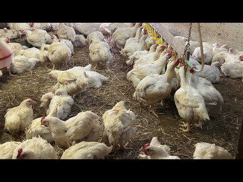 Видео: Ферма в Германии.Корм для Бройлеров.
