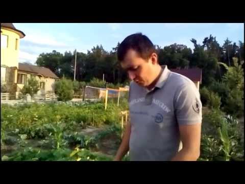 Видео: Победа над пыреем - быстро и без химии. Это реально!