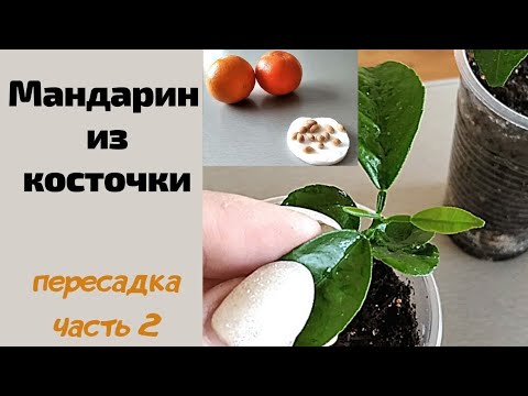 Видео: Пересадка молодых мандаринчиков (сеянцев) в отдельные емкости. Дальнейший уход. Часть 2.