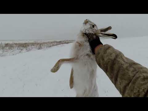 Видео: охота на зайца 24-25г. "редкая осечка"
