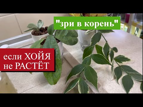 Видео: Моя хойя не хочет расти — решение найдено!
