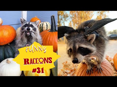 Видео: Cмешные ЕНОТЫ #31 / Приколы с ЕНОТАМИ 2024 / Funny Raccoons.