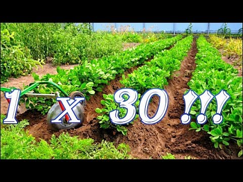Видео: АРАХИС - урожайность  1к 30, больше чем картофеля!!!