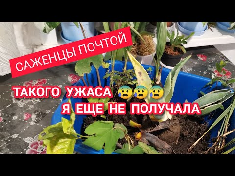 Видео: РАСПАКОВКА ПОСЫЛКИ С ЦВЕТАМИ Сказать что я в ШОКЕ ничего не сказать Южные растения в Сибири
