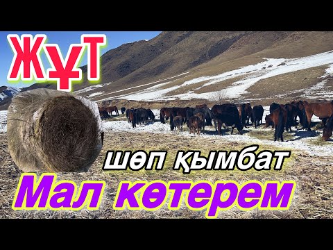 Видео: Еттің бағасын КӨТЕРУ керек! Биылғы қыс шаруаларға оңай болмады!