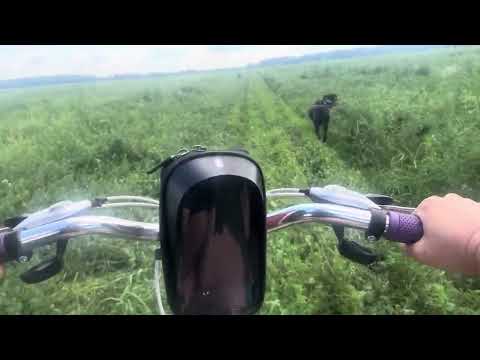 Видео: Кане корсо Цезарь на прогулке 