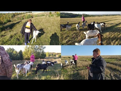 Видео: Як ми з Таньою пасли кози у Люби ("Я і мої кози")