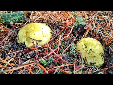 Видео: УСПЕЛИ НАБРАТЬ ГРИБОВ ПЕРЕД СИЛЬНЫМ МОРОЗОМ!!!! Зимний сбор грибов