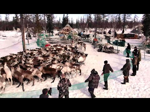 Видео: Древний инструмент ловли рыбы. Весенние заботы оленеводов. Северный колорит 25.05.2025