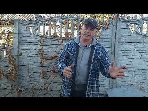 Видео: Простая обрезка и формировка неукрывного винограда.