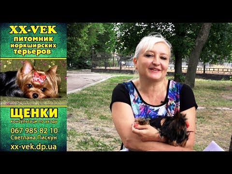 Видео: Всё о йоркширских терьерах расскажет Светлана Пискун - часть 3
