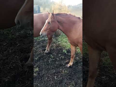 Видео: Русский тяжеловозы 