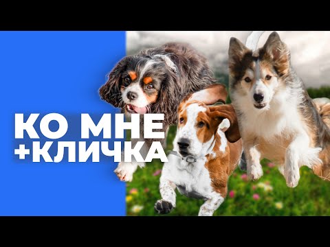 Видео: Собака не откликается на кличку 🎙️ ошибки подзыва в реальных ситуациях