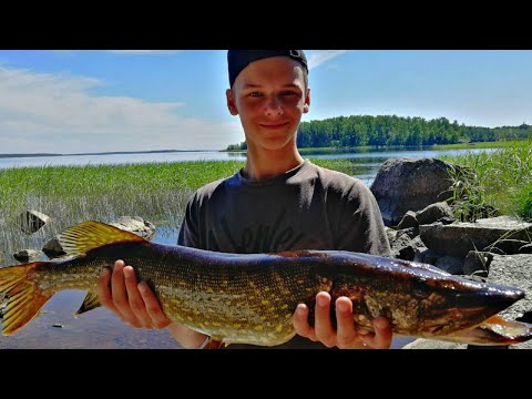 Видео: Поймал трофей! Рыбалка на Финском заливе 2021. Рыбалка на спиннинг. Ловля щуки с лодки. Лето 2021