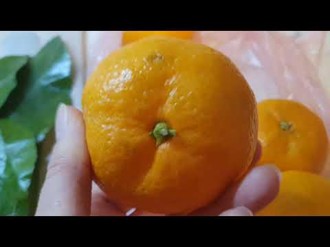 Видео: Укореняю Черенки Мандарина с рынка ✅ Хочу мандариновое дерево дома 🍊🍊🍊