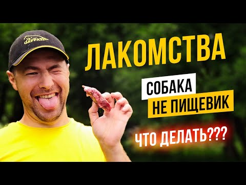 Видео: Собака не пищевик? 3 способа, как повысить пищевую мотивацию собаки.