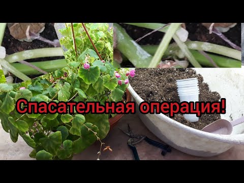 Видео: СПАСАТЕЛЬНОЕ черенкование. Залитый субстрат. Перлит.