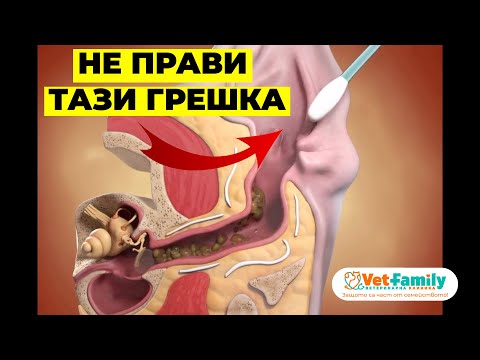 Видео: КАК ДА ПОЧИСТВАМЕ УШИТЕ ПРАВИЛНО на нашето куче или котка?
