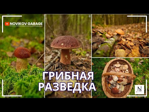 Видео: Грибная разведка 14 сентября 2025. Всеволожский район.