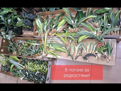 Видео: Большое поступление сансевиерий из Тайланда от 30.06.2023г.