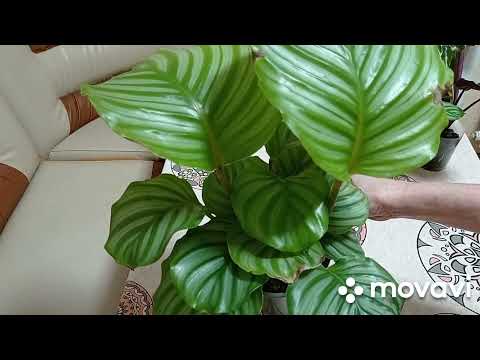 Видео: Комнатные цветы. Марантовые. Калатея Орбифолия, ктенанта, уход, размножение. Калатея Иллюстрис.