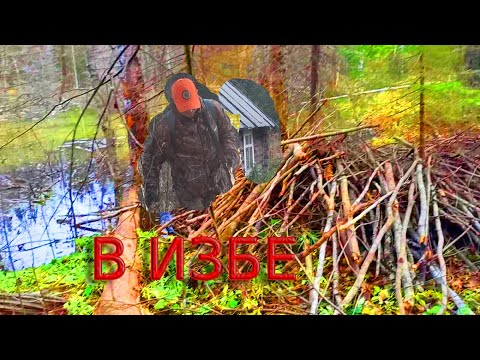Видео: Жизнь в тайге.В избе с ночевой.Охота на бобра капканами.Охота на боровую дичь. Молодая лайка.Байка.