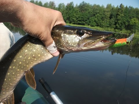 Видео: Воблеры Kosadaka на щуку и судака - обзор лучших минноу. Выпуск №14.