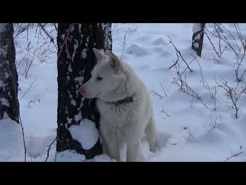 Видео: За соболем 13 Один в тайге.