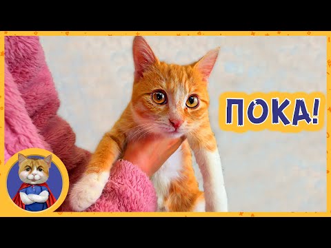 Видео: Отдаём спасённого котёнка Марсика в добрые руки, новым хозяевам