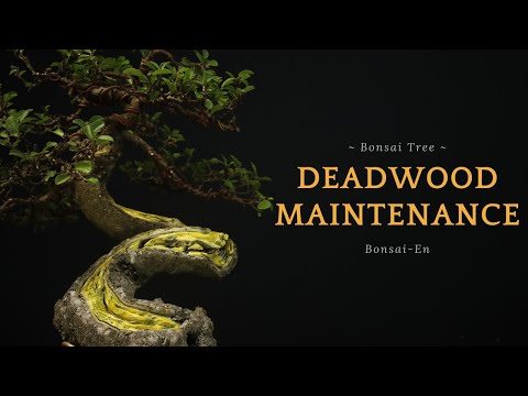Видео: Уход за бонсай-мертвеем