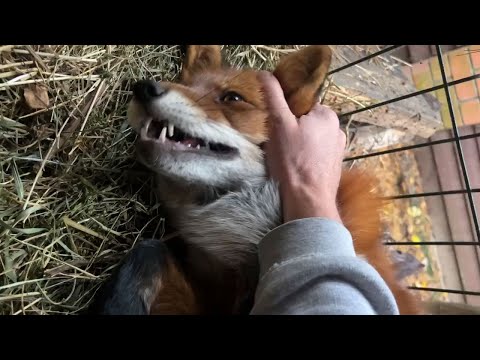 Видео: Алиса - лиса. У всех обед, лисы отдыхают #лисяо #животные #лиса #fox