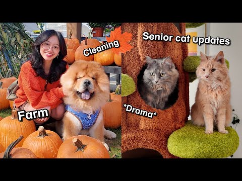 Видео: Готовимся к осени с нашими чау-чау и кошками