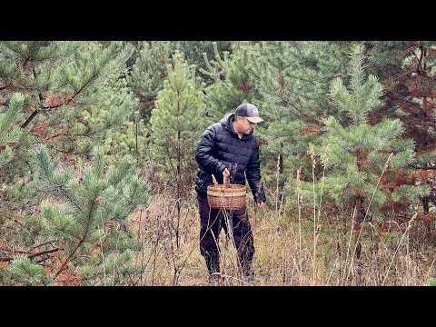 Видео: ГРИБЫ ПРОДОЛЖАЮТСЯ! Корзина грибов 30 октября! Грибы 2025