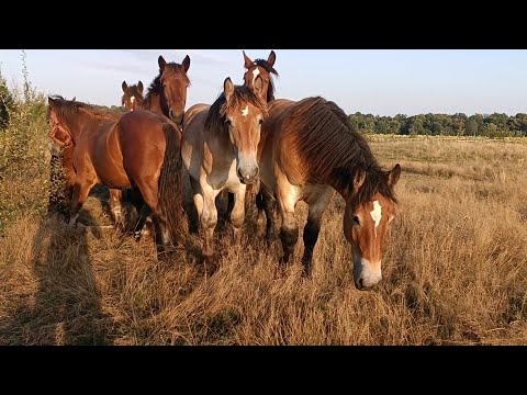 Видео: Великий вибір гарних лошат на продажу різних порід. Можливий обмін.