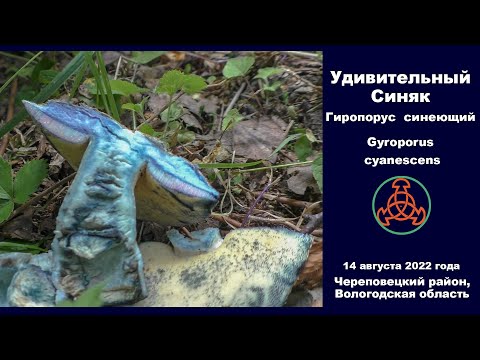 Видео: Удивительный Синяк. Гиропорус синеющий - Gyroporus cyanescens. Съедобный гриб.