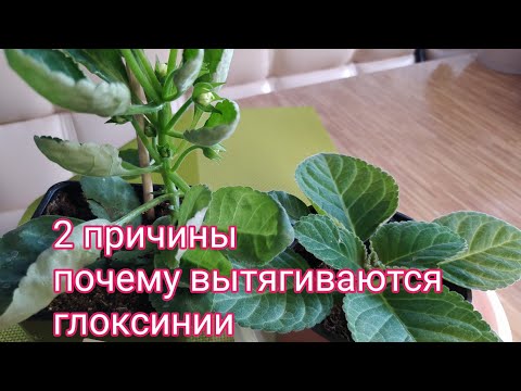 Видео: ГЛОКСИНИЯ ВЫТЯНУЛАСЬ,ЧТО ДЕЛАТЬ.?