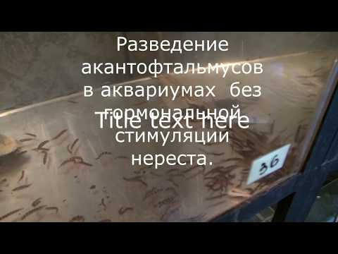 Видео: Разведение акантофтальмусов в аквариумах без гормональной стимуляции нереста.