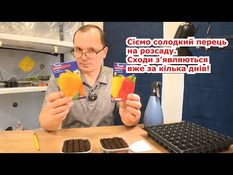 Видео: Сіємо солодкий перець. Що треба зробити для появи швидких сходів!